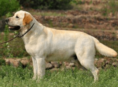 购买拉布拉多注意事项，观察好这几个重点