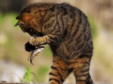 猫为什么喜欢吃鱼？是必然还是偶然？