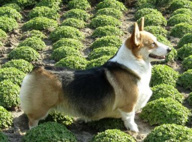 柯基犬什么颜色最好?重要是主人喜欢什么