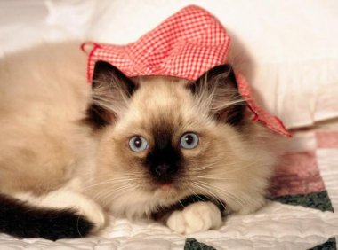 猫发情的表现,这些请注意观察