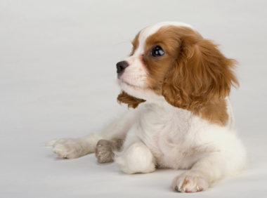 狗狗应该怎么训练?需要的就是耐性和方法