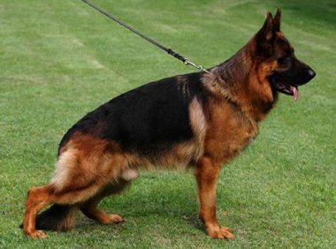 德国牧羊犬咬人吗?看完再下结论