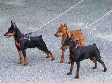 小鹿犬怎么训练？方法不重要关键看执行