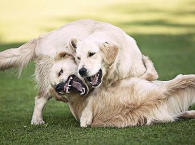 贵宾犬被打出血怎么办?具体要看看什么部位