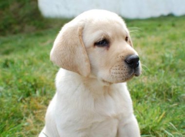 拉布拉多喂什么好？这些食物放心吃