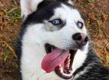 哈士奇很蠢吗?只是聪明的不明显