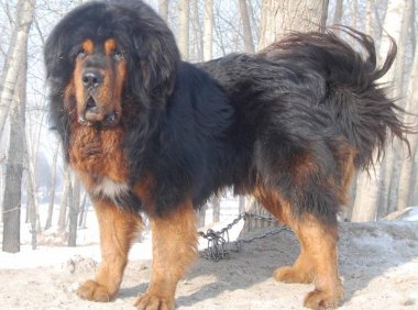 比特和藏獒谁厉害?从优缺点来对比下