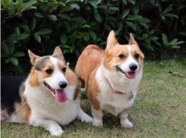 柯基犬在哪里买?擦亮眼睛看清楚咯