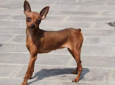 狗被蛇咬了怎么办？把情况先搞清楚