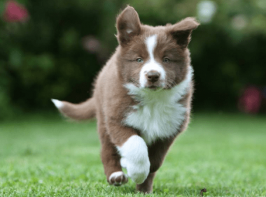 边境牧羊犬能吃米饭吗?视情况当然是可以吃的