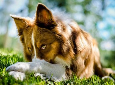 怎么判别边境牧羊犬,这几点标准要记住了