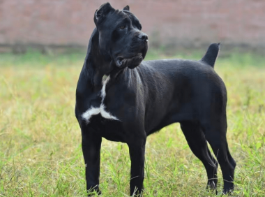 卡斯罗与马犬体型谁大，这些区别你还不知道？