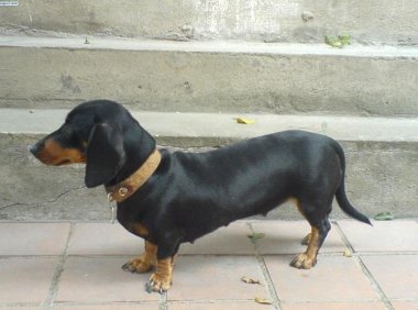 什么人适合养腊肠犬？这类人就非常适合