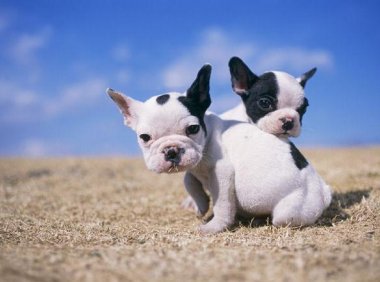 法国斗牛犬怎么训练?慢工出细活