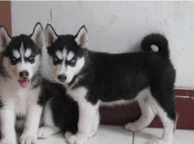 狗狗脱毛严重怎么办?找准原因及时送医