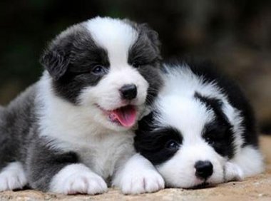 边境牧羊犬一胎几只?成年健康一般都是这样的
