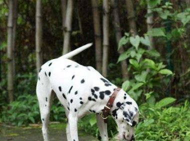 斑点狗智商怎么样？看性格便知一二