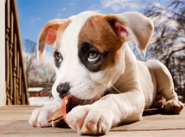 比特犬的训练方法,这些常识要记住