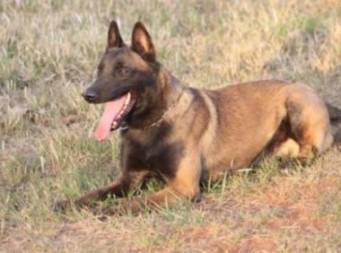 马犬什么时候开始训练?只能说从懂事开始