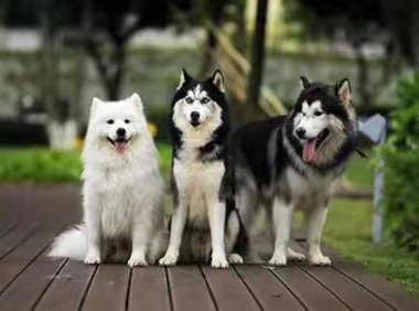 哈士奇智商相当于几岁?理想与显示总有差距