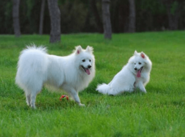 银狐犬吃什么?这些食物都是上上之选