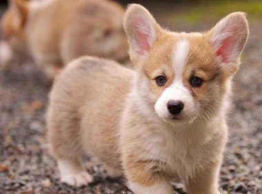 比格犬和柯基犬哪个好？先看看这些方面的对比