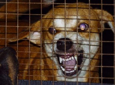 狂犬病早期症状,记住了这很重要