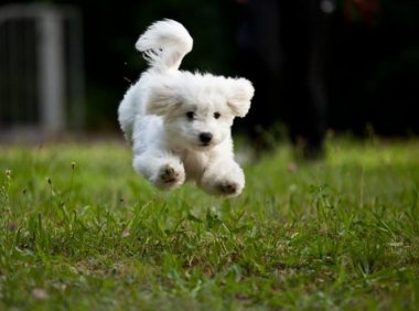 比熊成犬多重?轻松就抱起来了