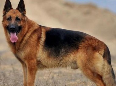 德国牧羊犬战斗力如何,还是跟训练有关