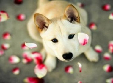 家养狗有狂犬病吗？先了解一下该病的情况