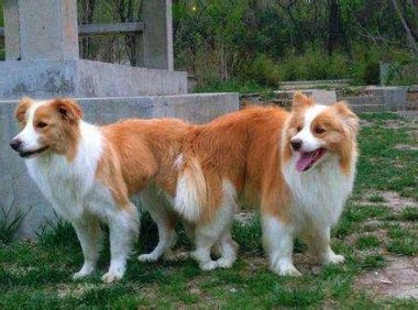 边境牧羊犬掉毛厉害吗?对于爱它的都不是事