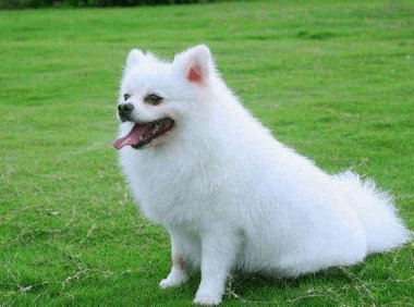 博美好还是萨摩耶好?把优缺点都对比一下