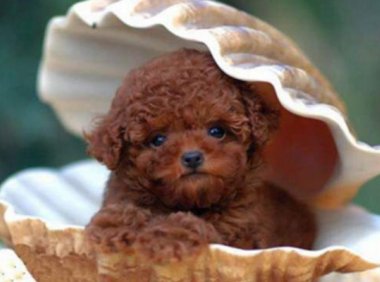 贵宾犬不喂狗粮可以吗?这份建议请看看