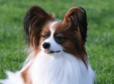 蝴蝶犬怎么训练,这几种办法要学会