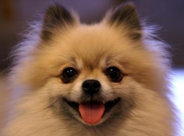 博美黑皮病前期症状，准确的判断很有必要