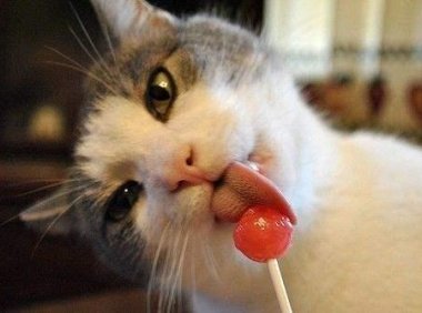 公猫不做绝育会怎样?一定是弊大于利