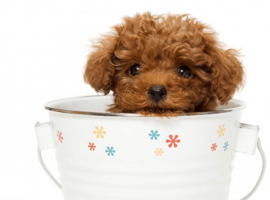 茶杯贵宾价格,后悔知道的太迟了