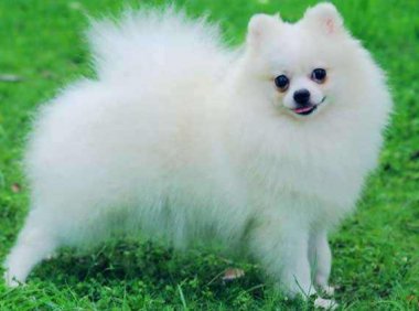 博美泪痕是什么原因？这几种原因很常见