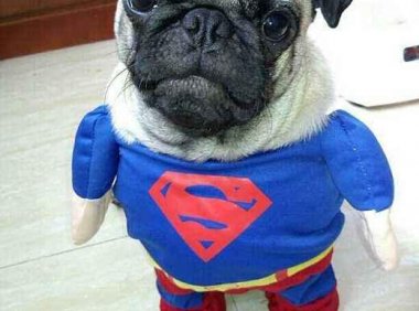 巴哥犬有几种?常见的在这里