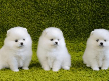 博美犬怎么看纯不纯,四个技巧告别串串