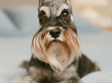 如何训练雪纳瑞上厕所?这些小妙招快速掌握