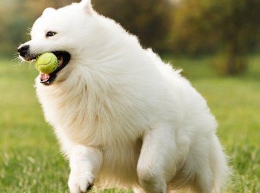 萨摩耶吃什么好，教你几种DIY营养食材