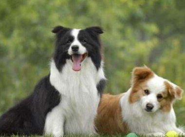 边境牧羊犬厉害吗?这些方面真的很厉害