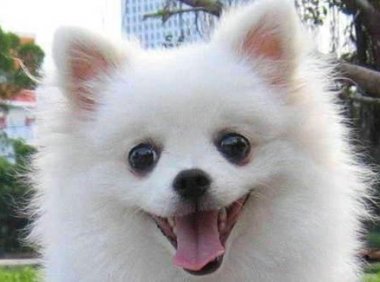 博美螨虫皮肤病怎么治？分几个步骤来