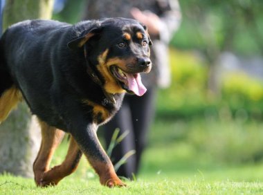 狗瘟的治疗方法,常见的应对措施有这几点