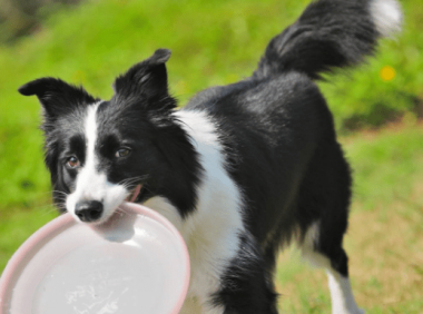 边境牧羊犬怎么交配？注意好这几个方面很关键