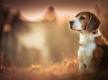 狗狗得细小几天能过危险期?养护知识要先看