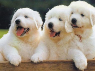 如何教狗狗上厕所?这些知识必须学