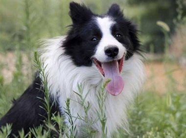 边境牧羊犬吃米饭吗?主要就是一个量的问题