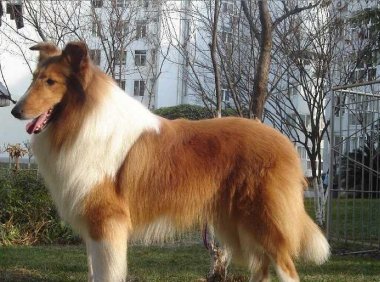 怎么训练牧羊犬?智商高也不能大意